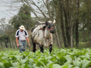 SindiTabaco: Anvisa ignora aspectos da Convenção Quadro
