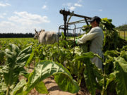 Dia do Produtor de Tabaco é uma data marcante para os fumicultores