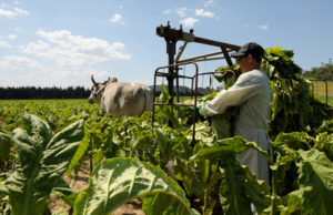 Dia do Produtor de Tabaco é uma data marcante para os fumicultores
