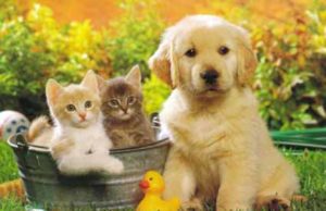 Hoje é o Dia Mundial dos Animais