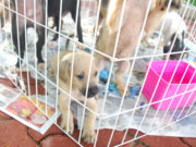 Filhotes de animais são adotados