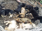 Animais procuram um lar