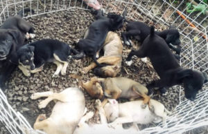 Animais procuram um lar