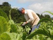 Afubra: 60 anos de dedicação aos produtores de tabaco