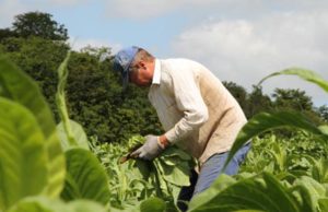 Afubra: 60 anos de dedicação aos produtores de tabaco