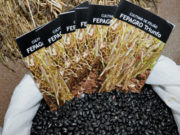 Fepagro participa com cultivares de feijão