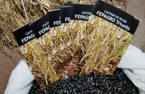 Fepagro participa com cultivares de feijão