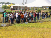 Dia do Arroz aliou conhecimento à interação