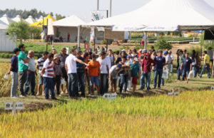 Dia do Arroz aliou conhecimento à interação