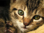 Um dia para pensar os direitos dos animais