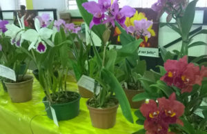 Novo Cabrais: Exposição de orquídeas abre mês de aniversário