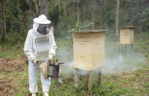 Santa Cruz sedia seminário sobre meliponicultura