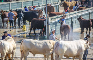 EXPOINTER: Instituto Crescer Legal mostra seus resultados na maior feira da América Latina