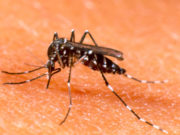 Pacto da Educação Gaúcha contra o Aedes aegypti será assinado nesta sexta