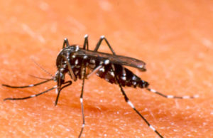 Pacto da Educação Gaúcha contra o Aedes aegypti será assinado nesta sexta