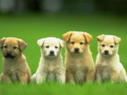 Dia da Prevenção Pet alerta para cuidados com os cães