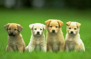 Dia da Prevenção Pet alerta para cuidados com os cães