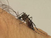 Aedes: MP prevê entrada forçada de agentes de saúde em imóveis abandonados