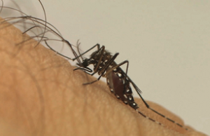 Casos de dengue sobem 48% em janeiro em todo o país