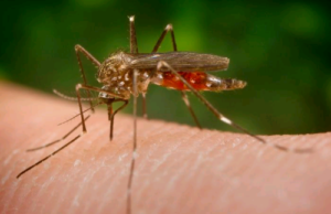 Ministro se reúne com embaixadora norte-americana para tratar de Zika