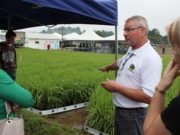 Dia do Arroz propõe casamento com a soja na Expoagro Afubra