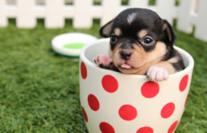 Menos barulho nas comemorações de fim de ano