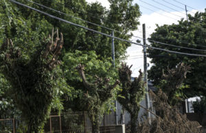 Podas irregulares deixam em alerta a Secretaria de Meio Ambiente