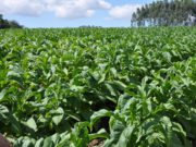 Preço do tabaco pago pela indústria aos produtores é 37% maior