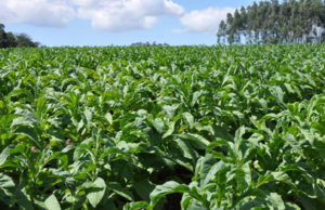 Preço do tabaco pago pela indústria aos produtores é 37% maior