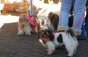 Encontro de cães em prol dos cães