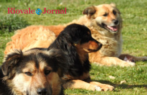 Festa Cãopira acontece nesse domingo