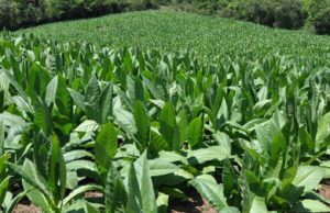 Exportações de tabaco rendem US$ 1,7 bilhão