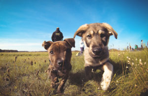 Dia para lembrar dos animais