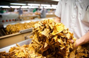 Safra deve começar mais cedo e com mais safreiros