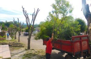 Prefeitura promove sequência de podas em Novo Cabrais