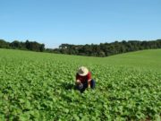 Primeiro semestre tem queda de 1,4% nas exportações do agronegócio gaúcho
