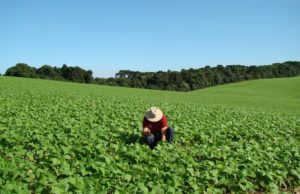 Primeiro semestre tem queda de 1,4% nas exportações do agronegócio gaúcho