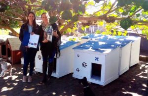 Funcionários constroem casas para cães abandonados