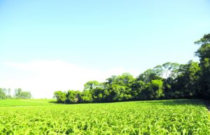 Censo Agropecuário vai ser atualizado na região de Santa Cruz