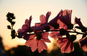 Primavera terá temperaturas medianas