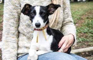 EM BUSCA DE UM LAR | Domingo tem a primeira Feira de Adoção de Filhotes no Dog Park