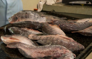 Feira do Peixe ocorre na sexta e sábado
