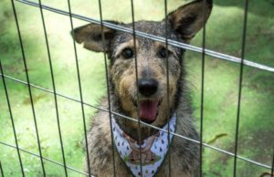 Feira de adoção noturna de animais será nesta quinta