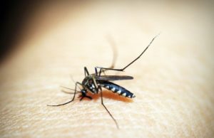 Mais de 170 focos do mosquito da dengue já foram contabilizados