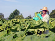 Exportações de tabaco: 25 anos de liderança mundial