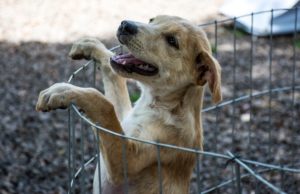 Canil vai abrir as portas para adoção neste sábado