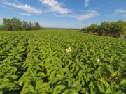 Impactos à 8ª maior receita agropecuária do Sul do País serão discutidos em audiência pública