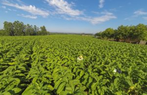 Impactos à 8ª maior receita agropecuária do Sul do País serão discutidos em audiência pública
