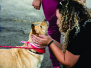Bem-Estar Animal | Feira de Adoção busca desafogar o Canil Municipal