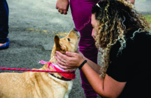 Bem-Estar Animal | Feira de Adoção busca desafogar o Canil Municipal